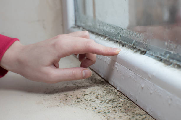 Best Mold Odor Removal Services  in Hampton, AR